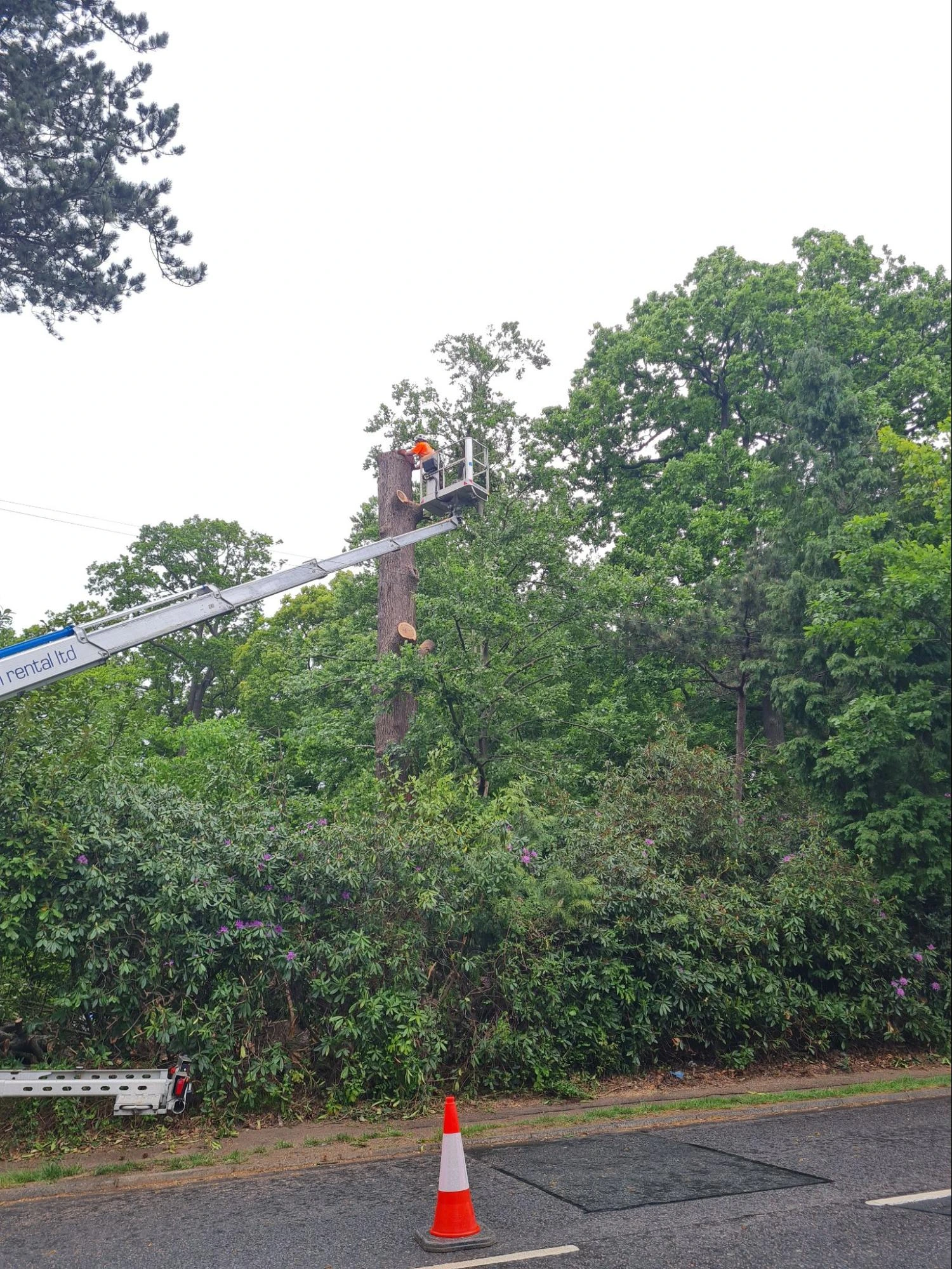 Tree Pruning Waltham Cross